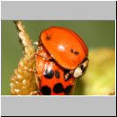Harmonia axyridis - Asiatischer Marienkaefer 52.jpg
